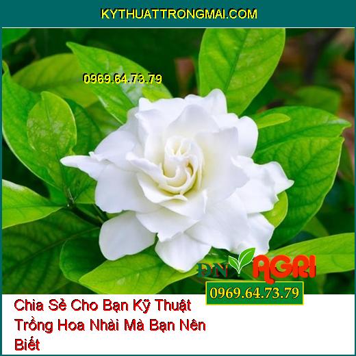 Chia Sẻ Cho Bạn Kỹ Thuật Trồng Hoa Nhài Mà Bạn Nên Biết