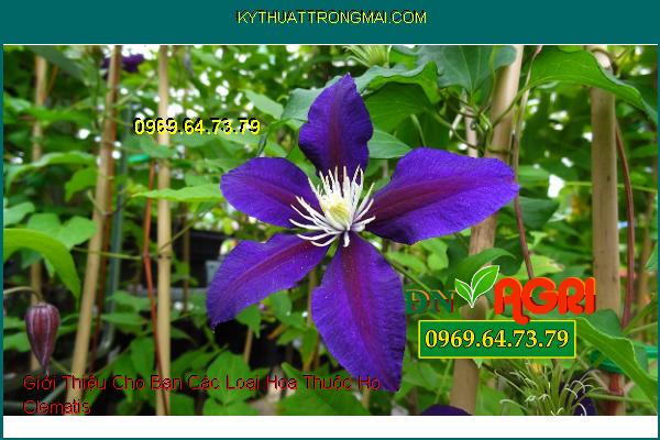 Giới Thiệu Cho Bạn Các Loại Hoa Thuộc Họ Clematis