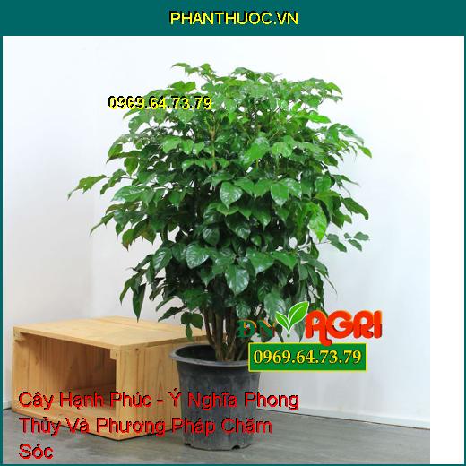 Cây Hạnh Phúc - Ý Nghĩa Phong Thủy Và Phương Pháp Chăm Sóc