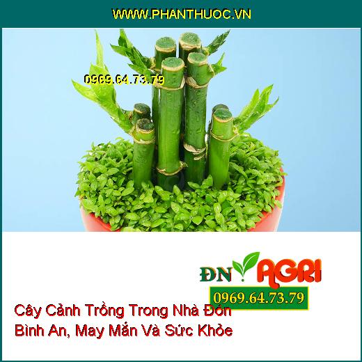 3 Loại Cây Cảnh Có Thể Trồng Trong Nhà Đón Bình An, Mang Lại May Mắn Và Sức Khỏe