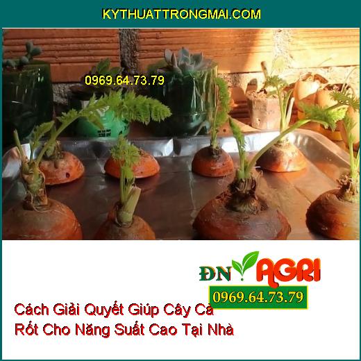 Cách Giải Quyết Giúp Cây Cà Rốt Cho Năng Suất Cao Tại Nhà