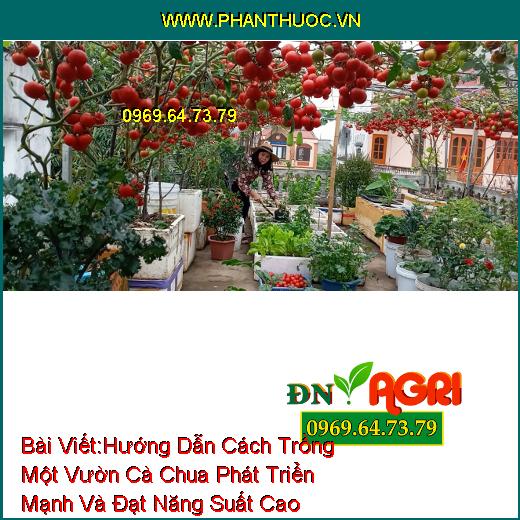 Hướng Dẫn Cách Trồng Một Vườn Cà Chua Phát Triển Mạnh Và Đạt Năng Suất Cao