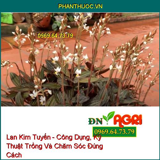 Lan Kim Tuyến - Công Dụng, Kỹ Thuật Trồng Và Chăm Sóc Đúng Cách