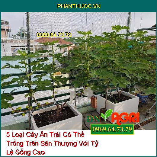 5 Loại Cây Ăn Trái Có Thể Trồng Trên Sân Thượng Với Tỷ Lệ Sống Cao