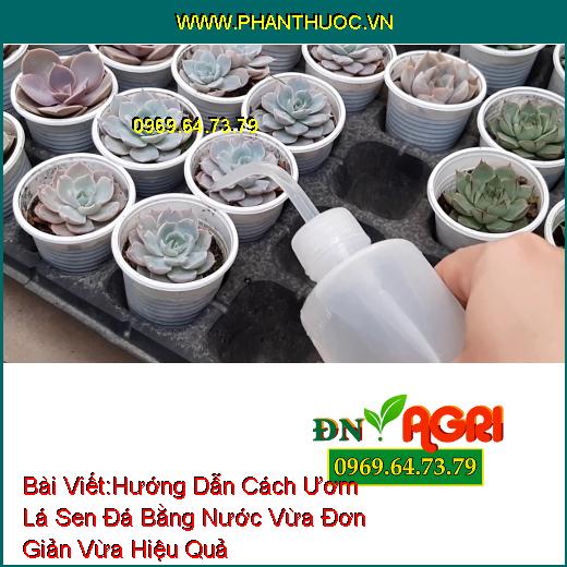 Hướng Dẫn Cách Ươm Lá Sen Đá Bằng Nước Vừa Đơn Giản Vừa Hiệu Quả