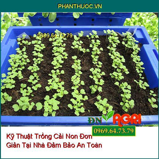 Kỹ Thuật Trồng Cải Non Đơn Giản Tại Nhà Đảm Bảo An Toàn