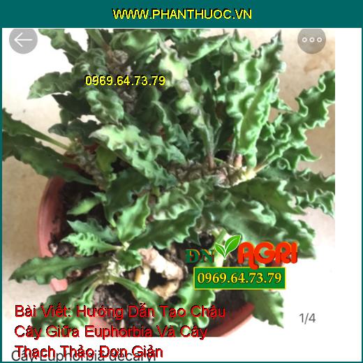 Hướng Dẫn Tạo Chậu Cây Giữa Euphorbia Và Cây Thạch Thảo 
Đơn Giản