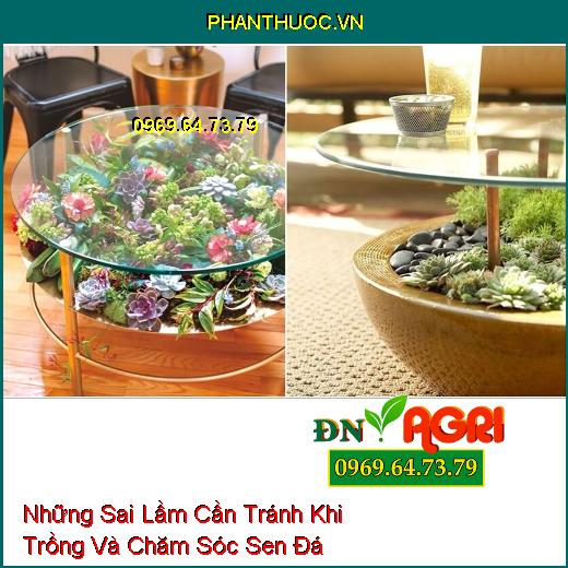 Những Sai Lầm Cần Tránh Khi Trồng Và Chăm Sóc Sen Đá