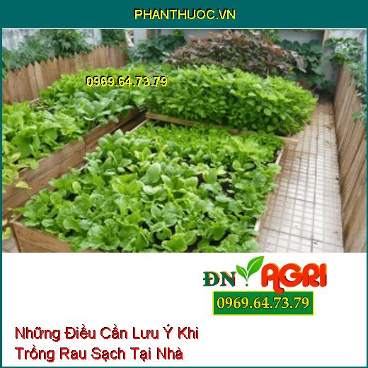 Những Điều Cần Lưu Ý Khi Trồng Rau Sạch Tại Nhà