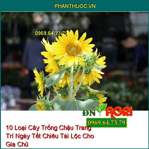 10 Loại Cây Trồng Chậu Trang Trí Ngày Tết Chiêu Tài Lộc Cho Gia Chủ