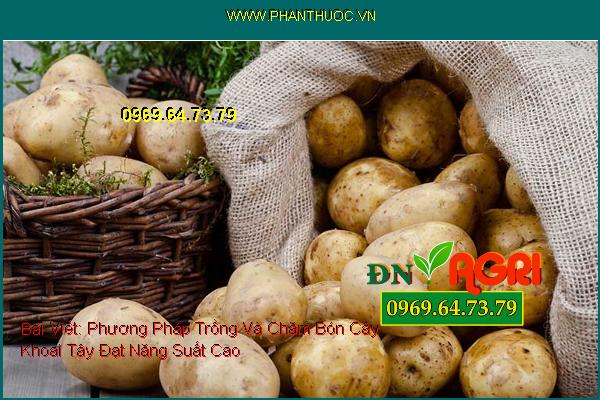 Phương Pháp Trồng Và Chăm Bón Cây Khoai Tây Đạt Năng Suất Cao