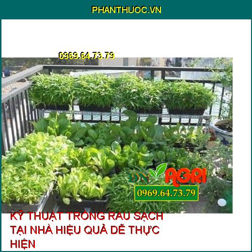 KỸ THUẬT TRỒNG RAU SẠCH TẠI NHÀ HIỆU QUẢ DỄ THỰC HIỆN