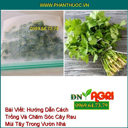 Hướng Dẫn Cách Trồng Và Chăm Sóc Cây Rau Mùi Tây Trong Vườn Nhà