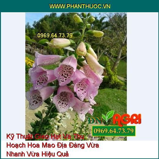 Kỹ Thuật Gieo Hạt Và Thu Hoạch Hoa Mao Địa Đàng Vừa Nhanh Vừa Hiệu Quả