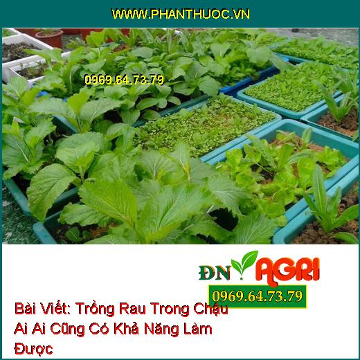 Trồng Rau Trong Chậu Ai Ai Cũng Có Khả Năng Làm Được 