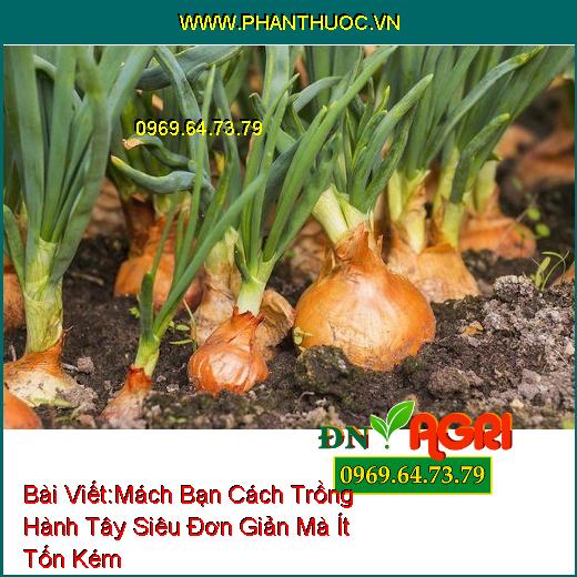 Mách Bạn Cách Trồng Hành Tây Siêu Đơn Giản Mà Ít Tốn Kém