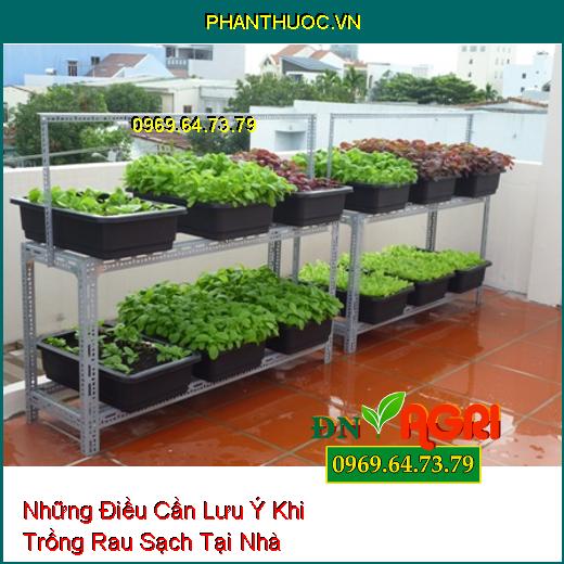 Những Điều Cần Lưu Ý Khi Trồng Rau Sạch Tại Nhà