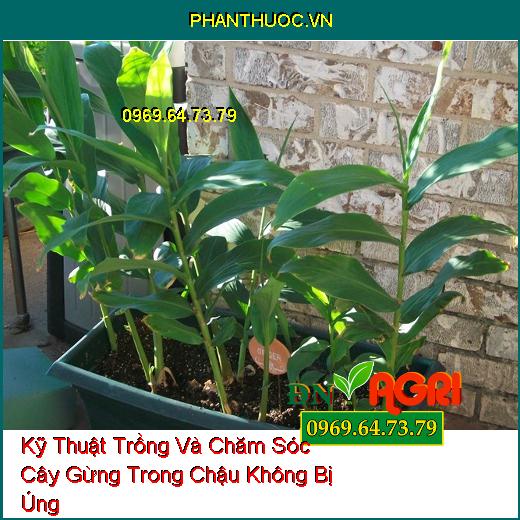 Kỹ Thuật Trồng Và Chăm Sóc Cây Gừng Trong Chậu Không Bị Úng