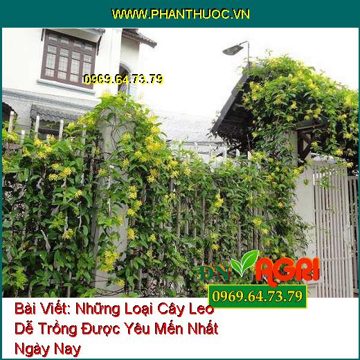 Những Loại Cây Leo Dễ Trồng Được Yêu Mến Nhất Ngày Nay