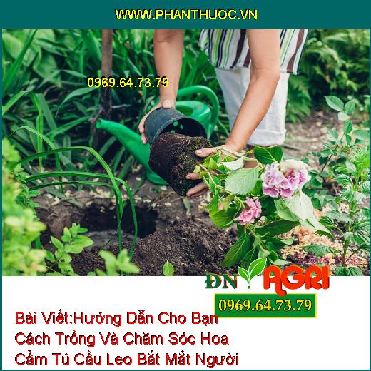 Hướng Dẫn Cho Bạn Cách Trồng Và Chăm Sóc Hoa Cẩm Tú Cầu Leo Bắt Mắt Người Xem