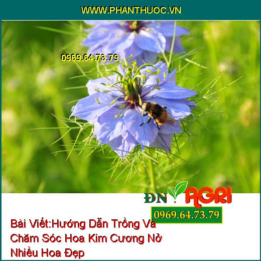 Hướng Dẫn Trồng Và Chăm Sóc Hoa Kim Cương Nở Nhiều Hoa Đẹp