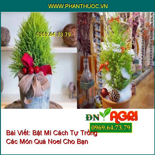 Bật Mí Cách Tự Trồng Các Món Quà Noel Cho Bạn