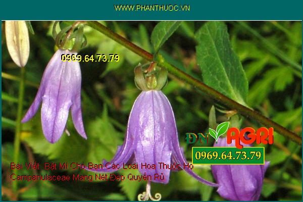 Bật Mí Cho Bạn Các Loài Hoa Thuộc Họ Campanulaceae Mang Nét Đẹp Quyến Rủ