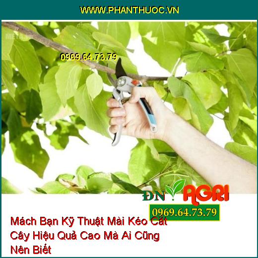 Mách Bạn Kỹ Thuật Mài Kéo Cắt Cây Hiệu Quả Cao Mà Ai Cũng Nên Biết