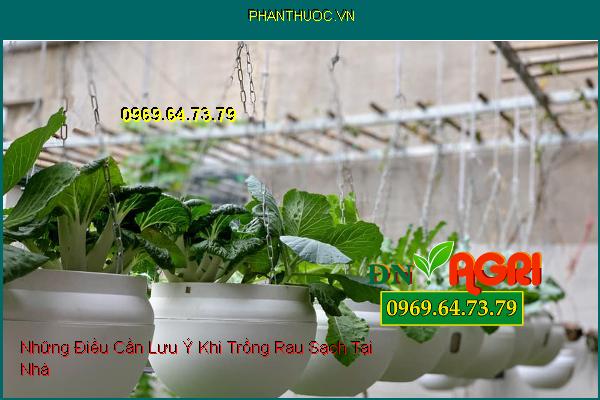 Những Điều Cần Lưu Ý Khi Trồng Rau Sạch Tại Nhà