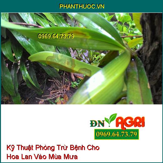 Kỹ Thuật Phòng Trừ Bệnh Cho Hoa Lan Vào Mùa Mưa