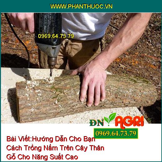 Hướng Dẫn Cho Bạn Cách Trồng Nấm Trên Cây Thân Gỗ Cho Năng Suất Cao