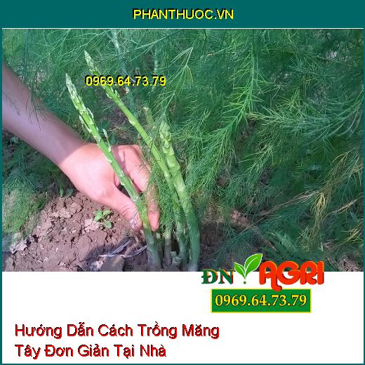 Hướng Dẫn Cách Trồng Măng Tây Đơn Giản Tại Nhà