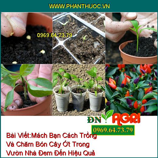 Mách Bạn Cách Trồng Và Chăm Bón Cây Ớt Trong Vườn Nhà Đem Đến Hiệu Quả Cao Mà Bạn Nên Biết