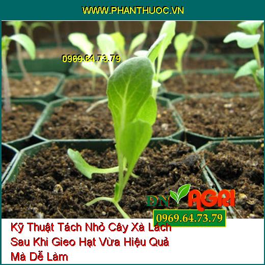 Kỹ Thuật Tách Nhỏ Cây Xà Lách Sau Khi Gieo Hạt Vừa Hiệu Quả Mà Dễ Làm