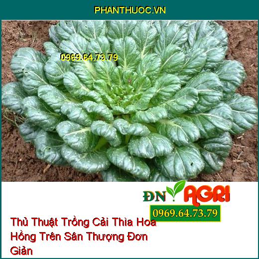 Thủ Thuật Trồng Cải Thìa Hoa Hồng Trên Sân Thượng Đơn Giản