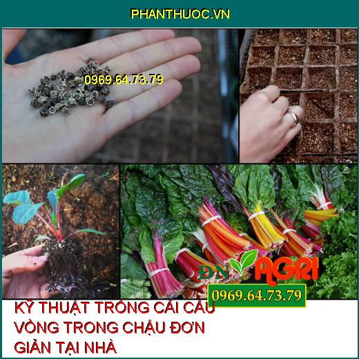 KỸ THUẬT TRỒNG CẢI CẦU VỒNG TRONG CHẬU ĐƠN GIẢN TẠI NHÀ