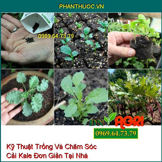 Kỹ Thuật Trồng Và Chăm Sóc Cải Kale Đơn Giản Tại Nhà