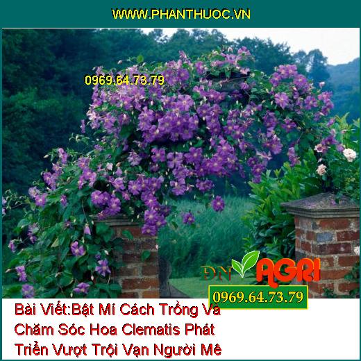 Bật Mí Cách Trồng Và Chăm Sóc Hoa Clematis Phát Triển Vượt Trội Vạn Người Mê