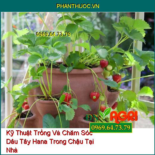 Kỹ Thuật Trồng Và Chăm Sóc Dâu Tây Hana Trong Chậu Tại Nhà