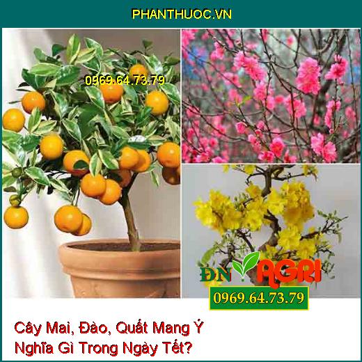 Cây Mai, Đào, Quất Mang Ý Nghĩa Gì Trong Ngày Tết?