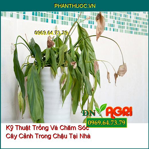 Kỹ Thuật Trồng Và Chăm Sóc Cây Cảnh Trong Chậu Tại Nhà