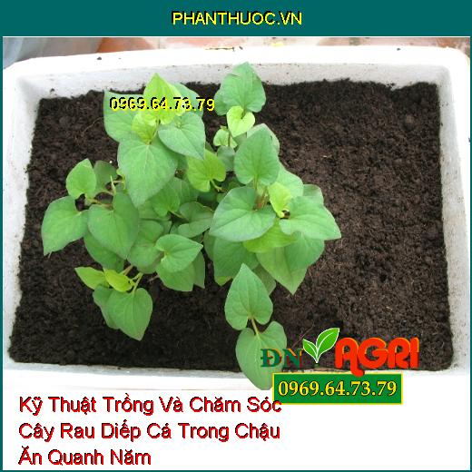 Kỹ Thuật Trồng Và Chăm Sóc Cây Rau Diếp Cá Trong Chậu Ăn Quanh Năm