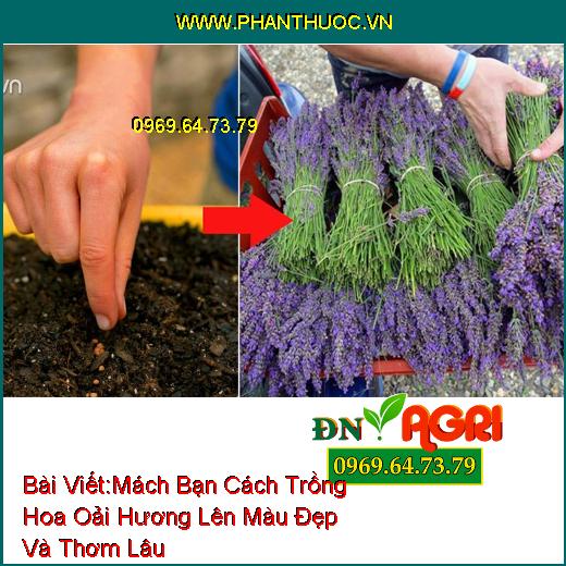 Mách Bạn Cách Trồng Hoa Oải Hương (Lavender) Lên Màu Đẹp Và Thơm Lâu