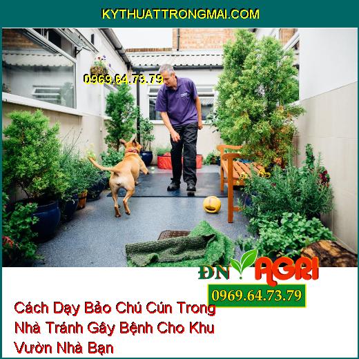 Cách Dạy Bảo Chú Cún Trong Nhà Tránh Gây Bệnh Cho Khu Vườn Nhà Bạn