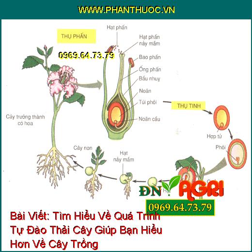 Tìm Hiểu Về Quá Trình Tự Đào Thải Cây Giúp Bạn Hiểu Hơn Về Cây Trồng Trong Vườn Nhà