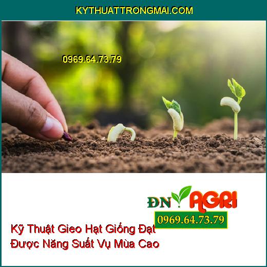 Kỹ Thuật Gieo Hạt Giống Đạt Được Năng Suất Vụ Mùa Cao