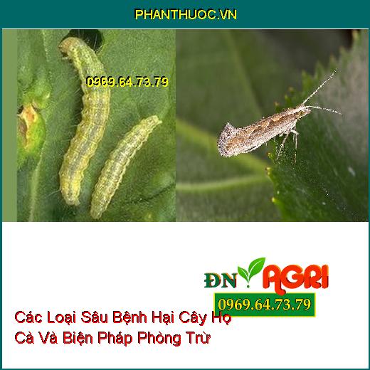 Các Loại Sâu Bệnh Hại Cây Họ Cà Và Biện Pháp Phòng Trừ