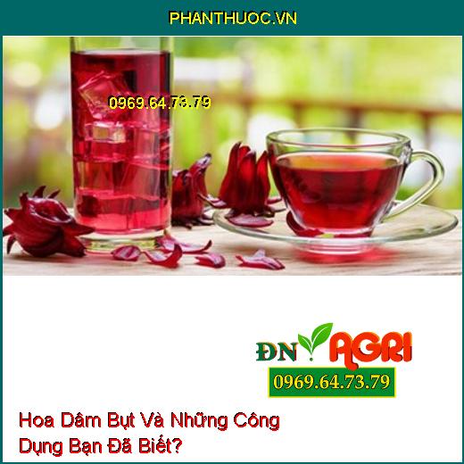 Hoa Dâm Bụt Và Những Công Dụng Bạn Đã Biết?