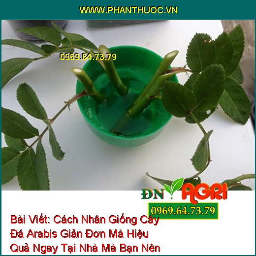 Cách Nhân Giống Cây Đá Arabis Giản Đơn Mà Hiệu Quả Ngay Tại Nhà Mà Bạn Nên Biết