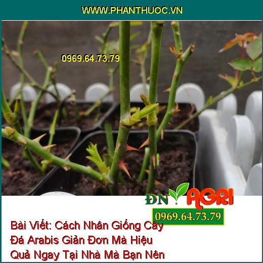 Cách Nhân Giống Cây Đá Arabis Giản Đơn Mà Hiệu Quả Ngay Tại Nhà Mà Bạn Nên Biết